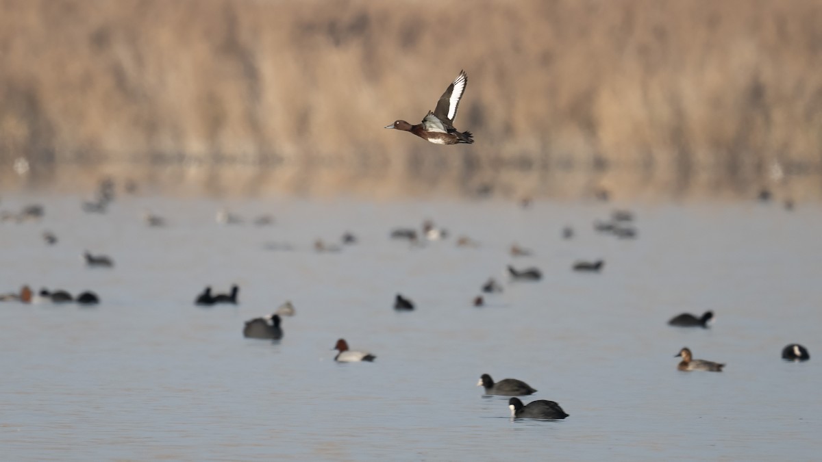 Ferruginous Duck - ML645502291
