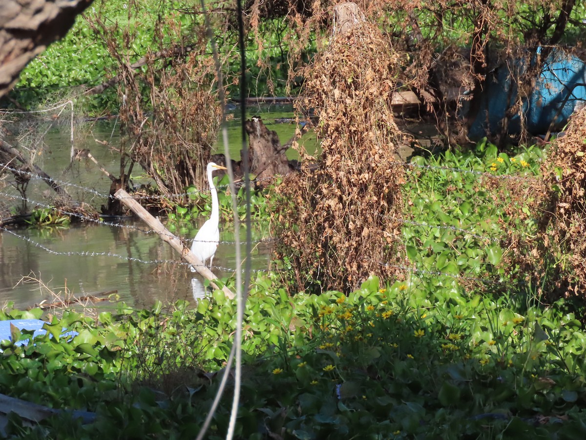 Great Egret - ML645502307