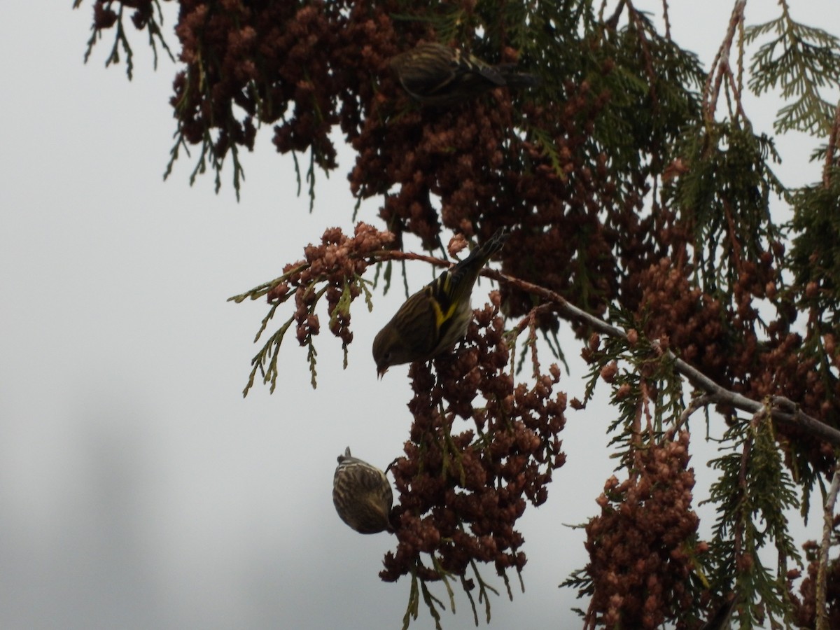 Pine Siskin - ML645502311