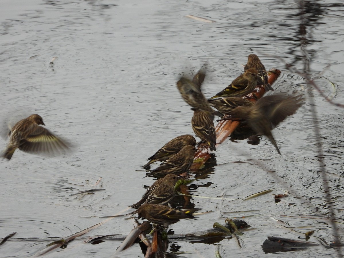 Pine Siskin - ML645502321