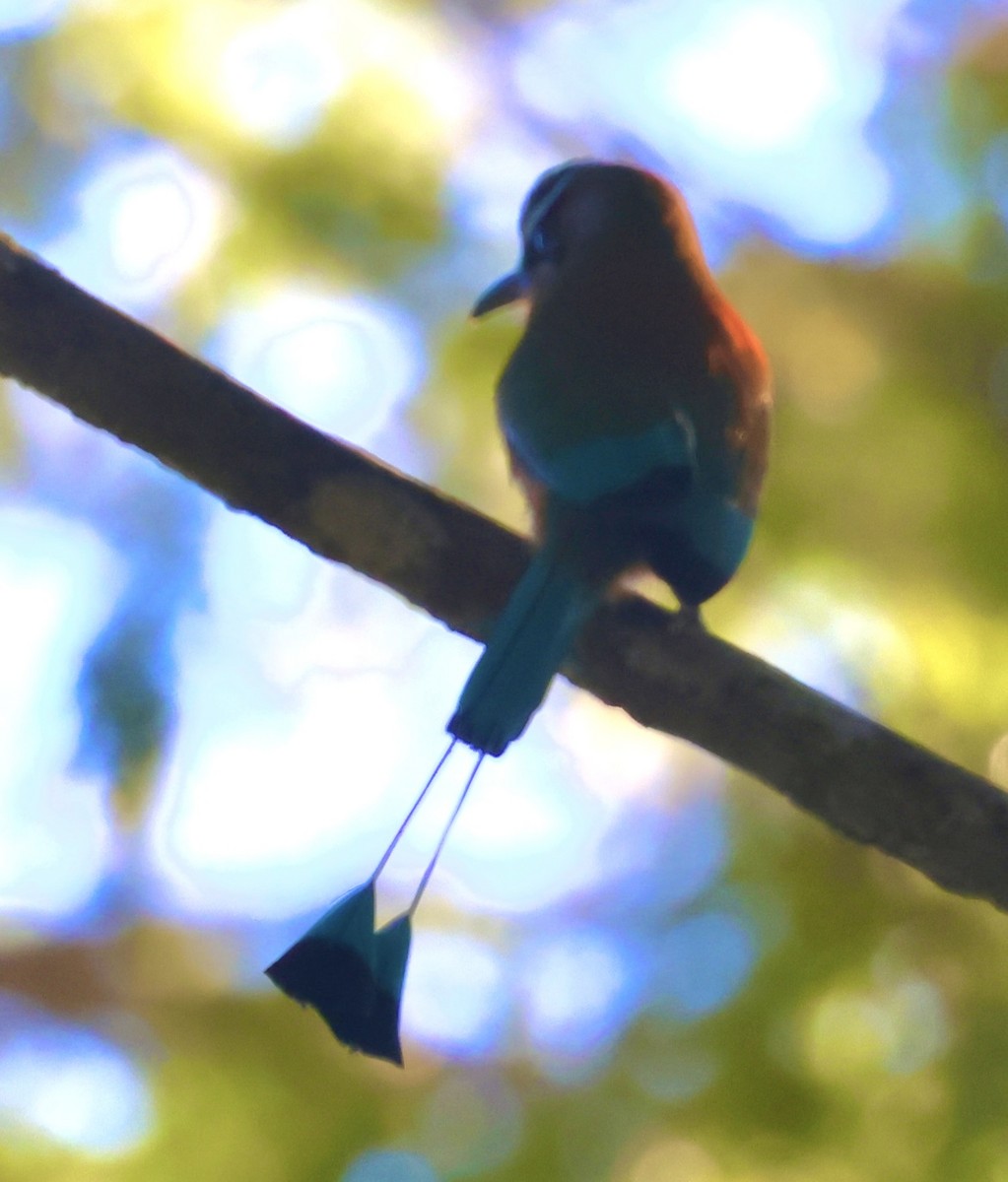 Turquoise-browed Motmot - ML645502323