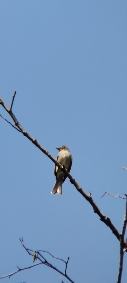 Greater Pewee - ML645502324
