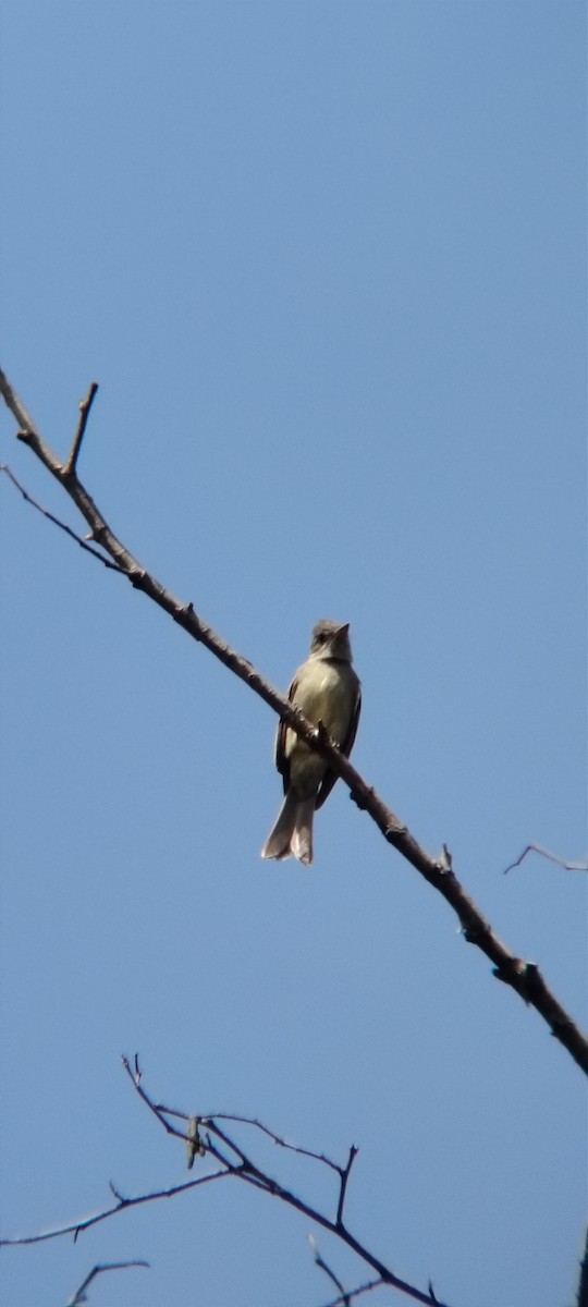 Greater Pewee - ML645502325