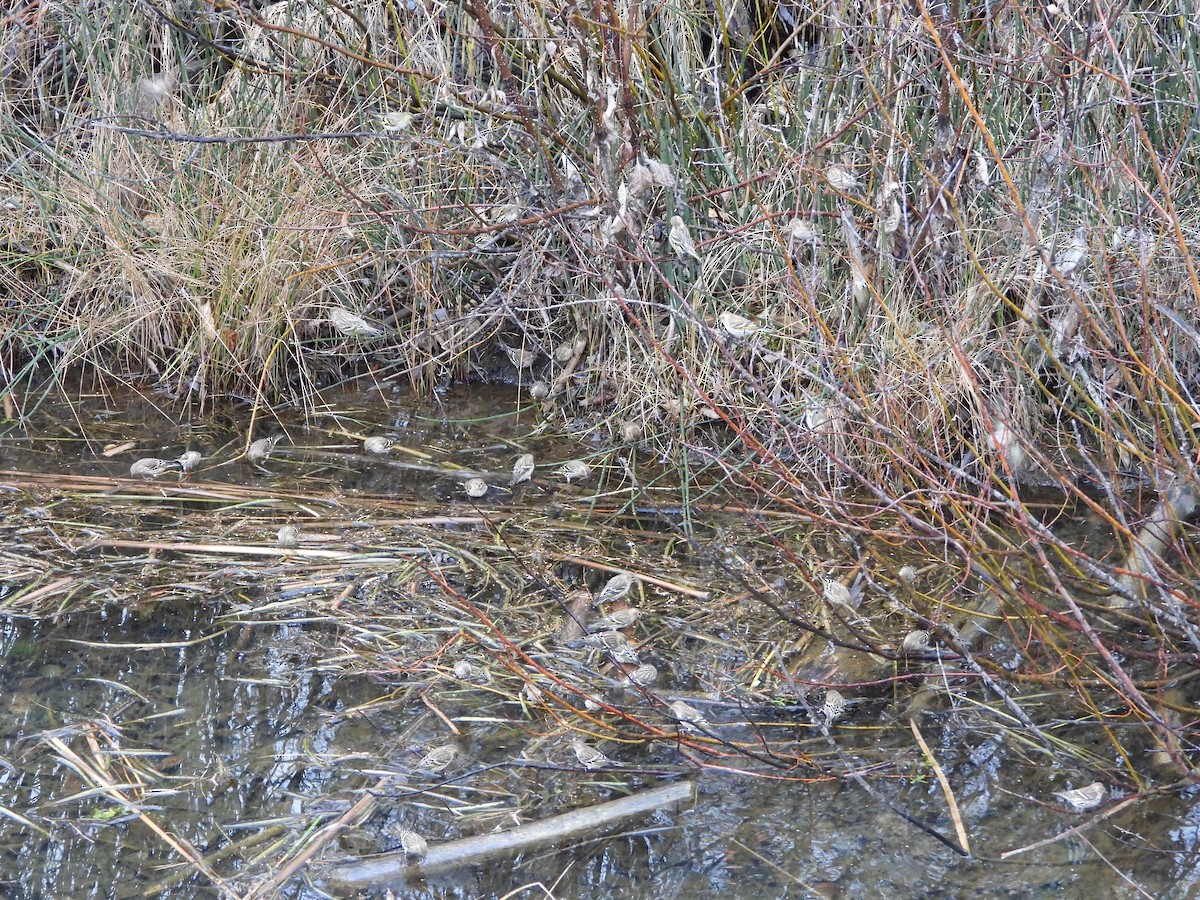 Pine Siskin - ML645502327