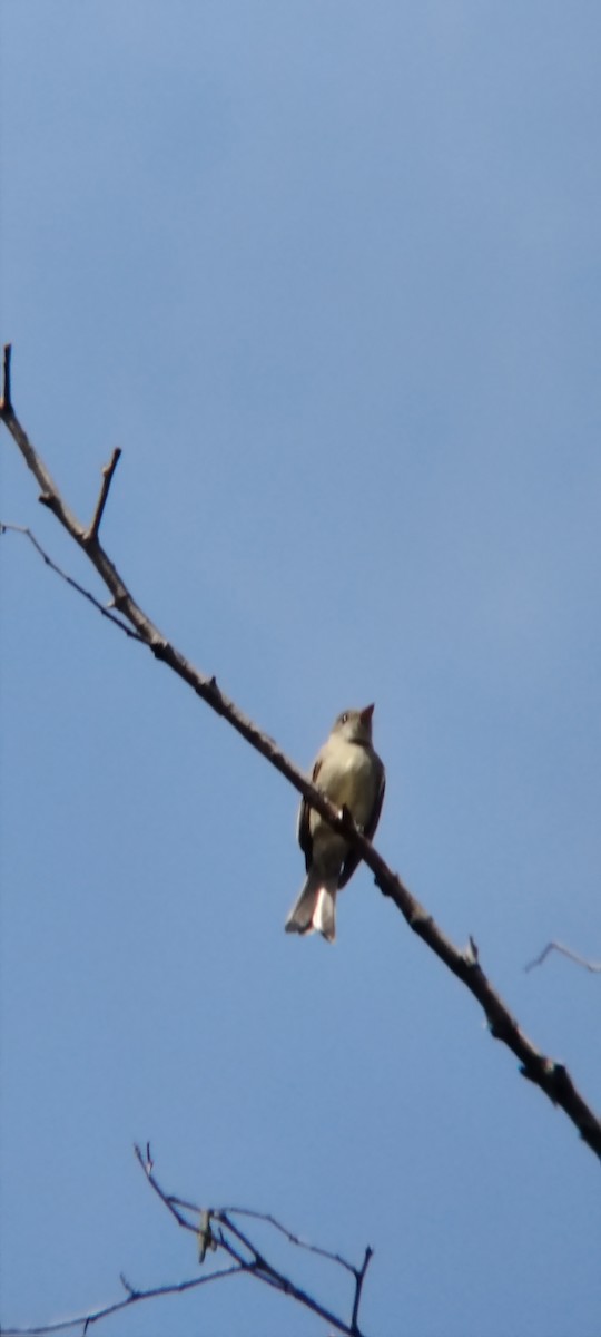 Greater Pewee - ML645502329