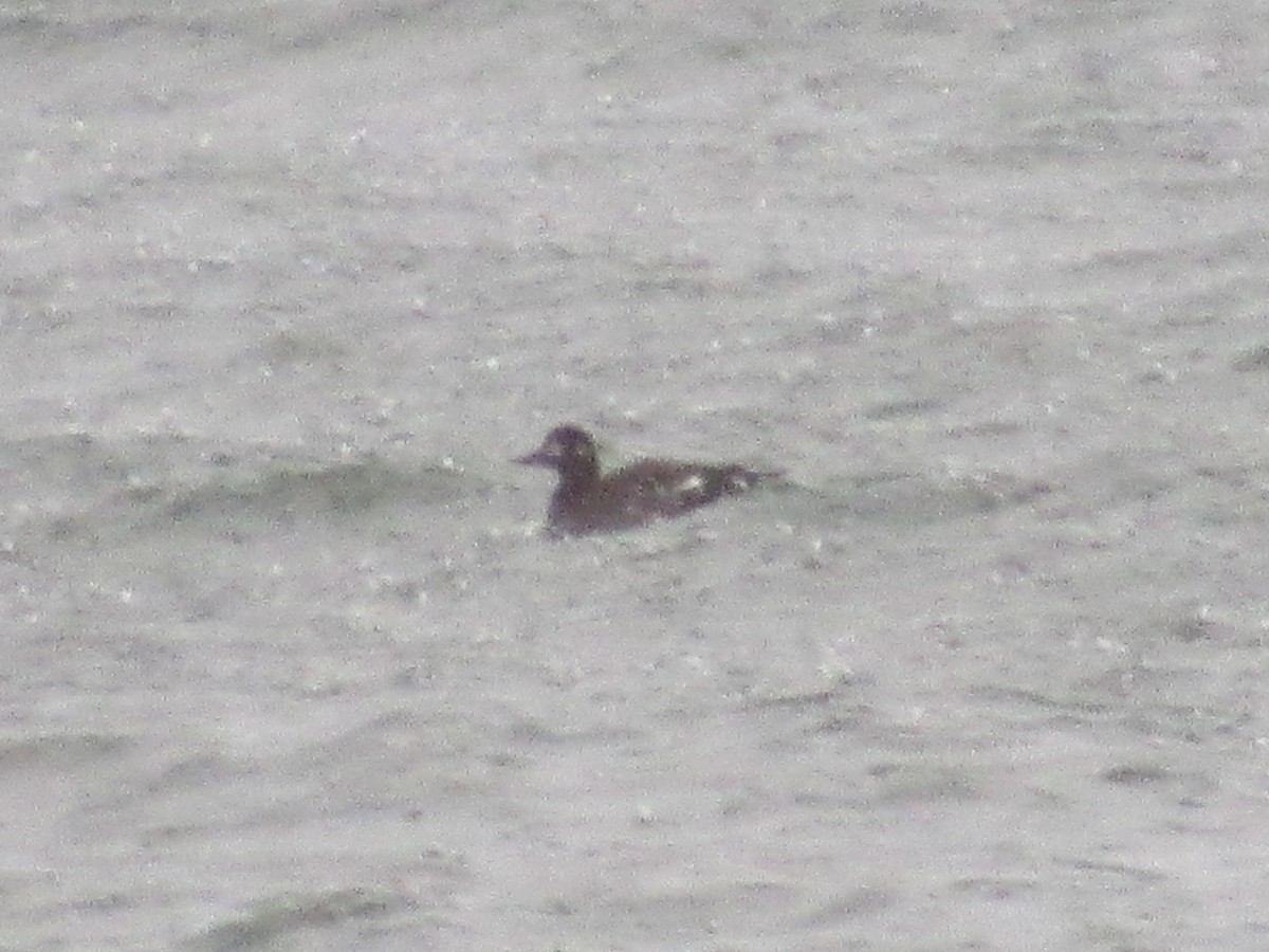 Velvet Scoter - ML645502352