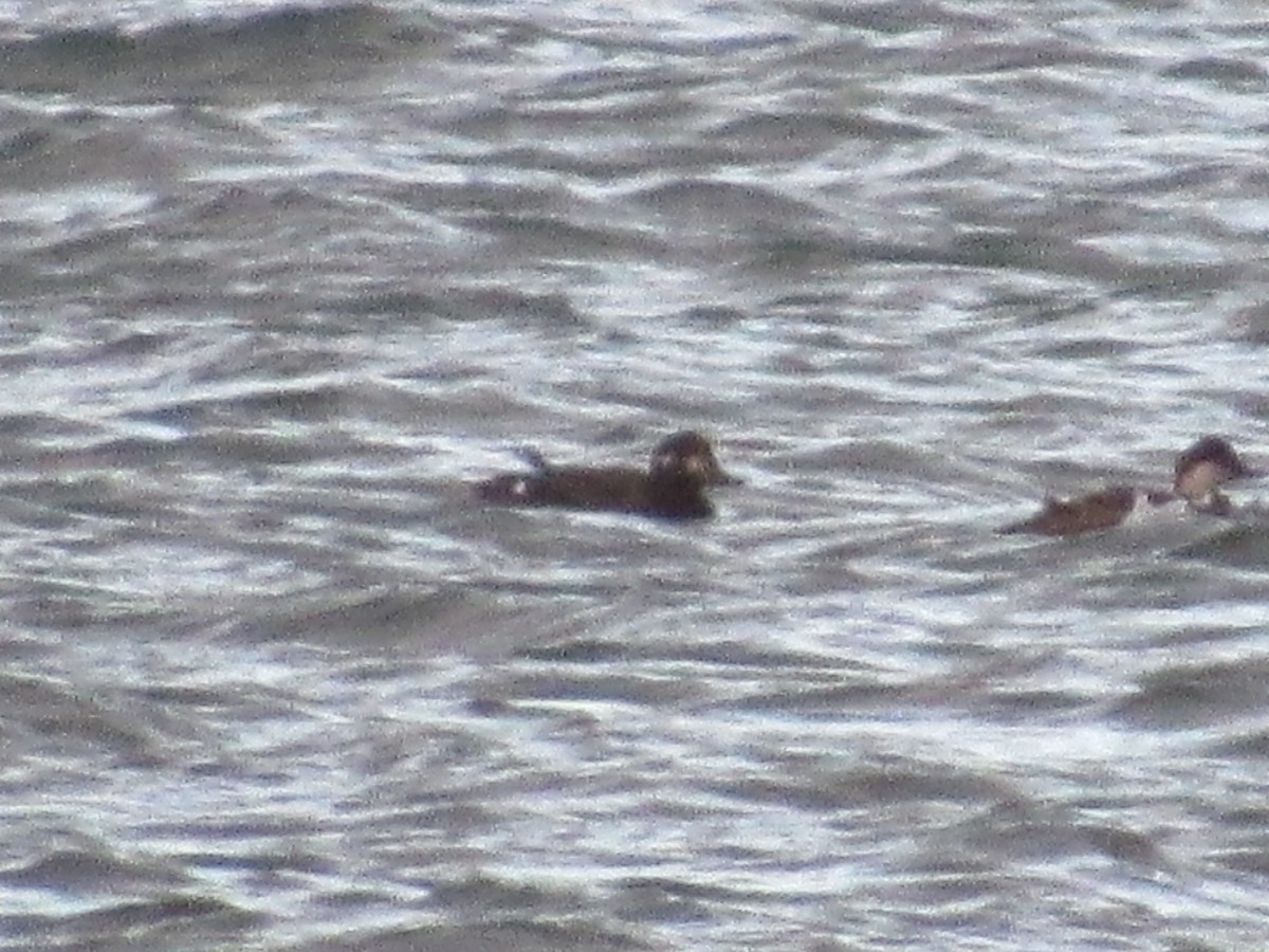 Velvet Scoter - ML645502353