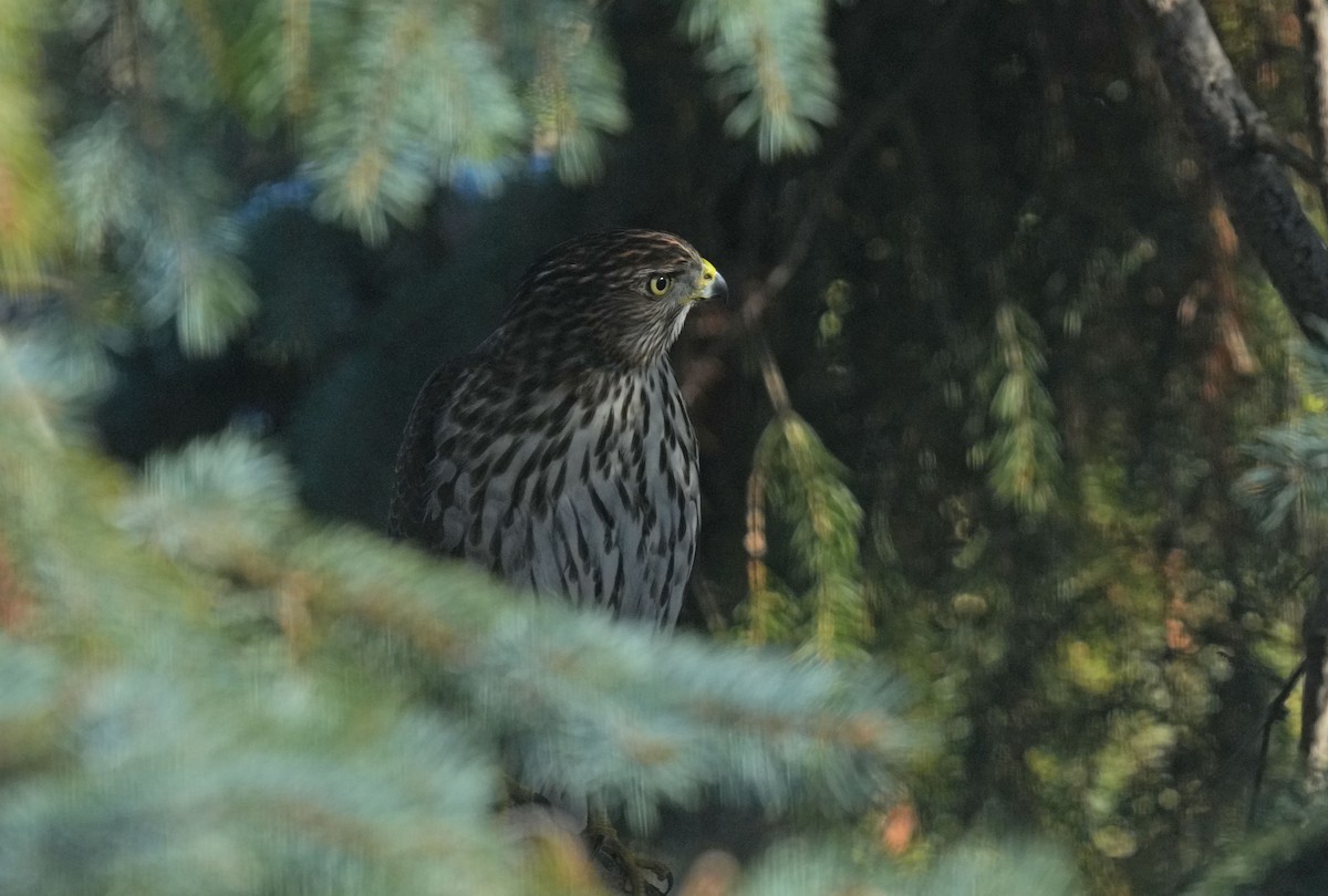 Cooper's Hawk - ML645502369