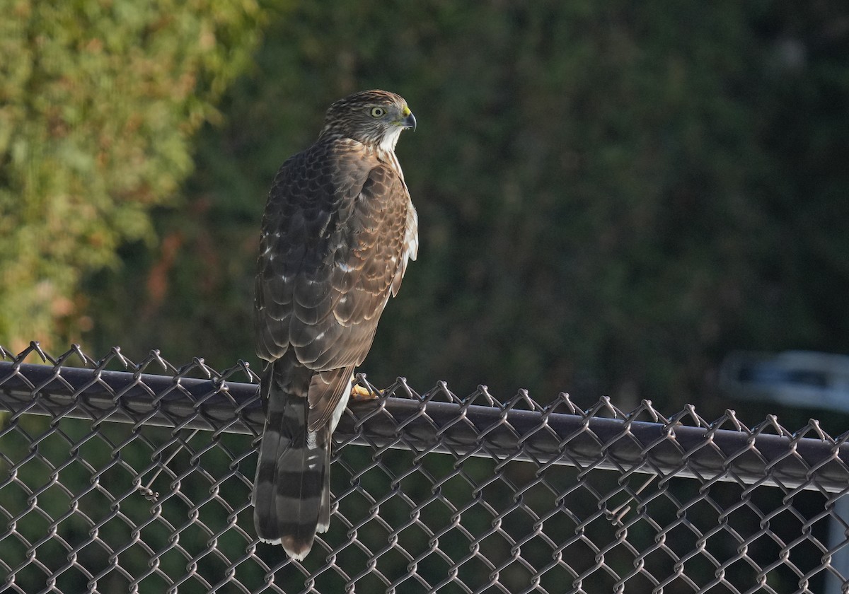 Cooper's Hawk - ML645502371
