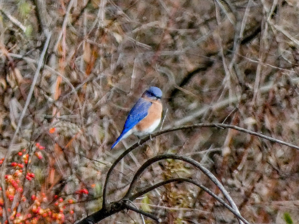 Eastern Bluebird - ML645502375