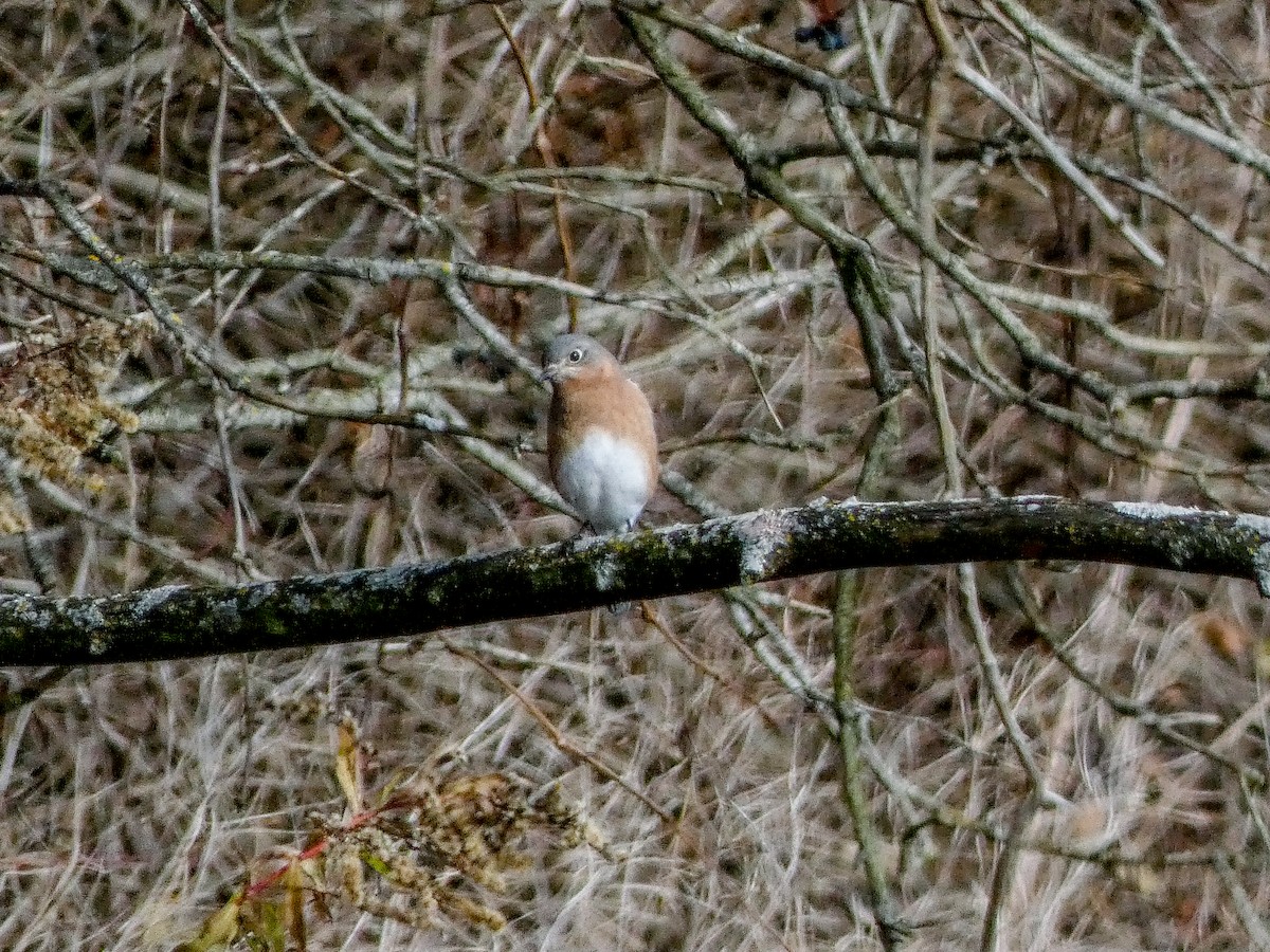 Eastern Bluebird - ML645502376