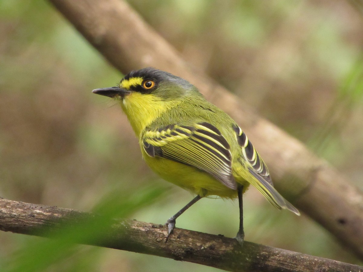 gultøyletodityrann - ML645502382