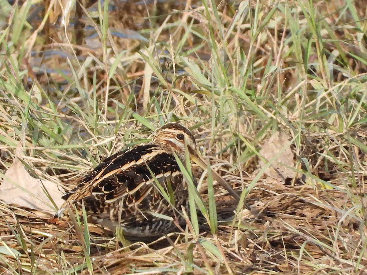 Common Snipe - ML645502385