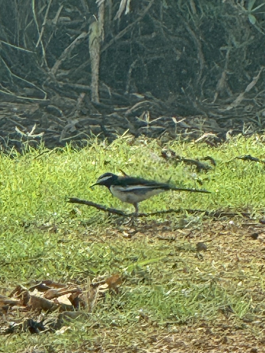White-browed Wagtail - ML645502388