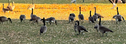 Canada Goose - ML645502392