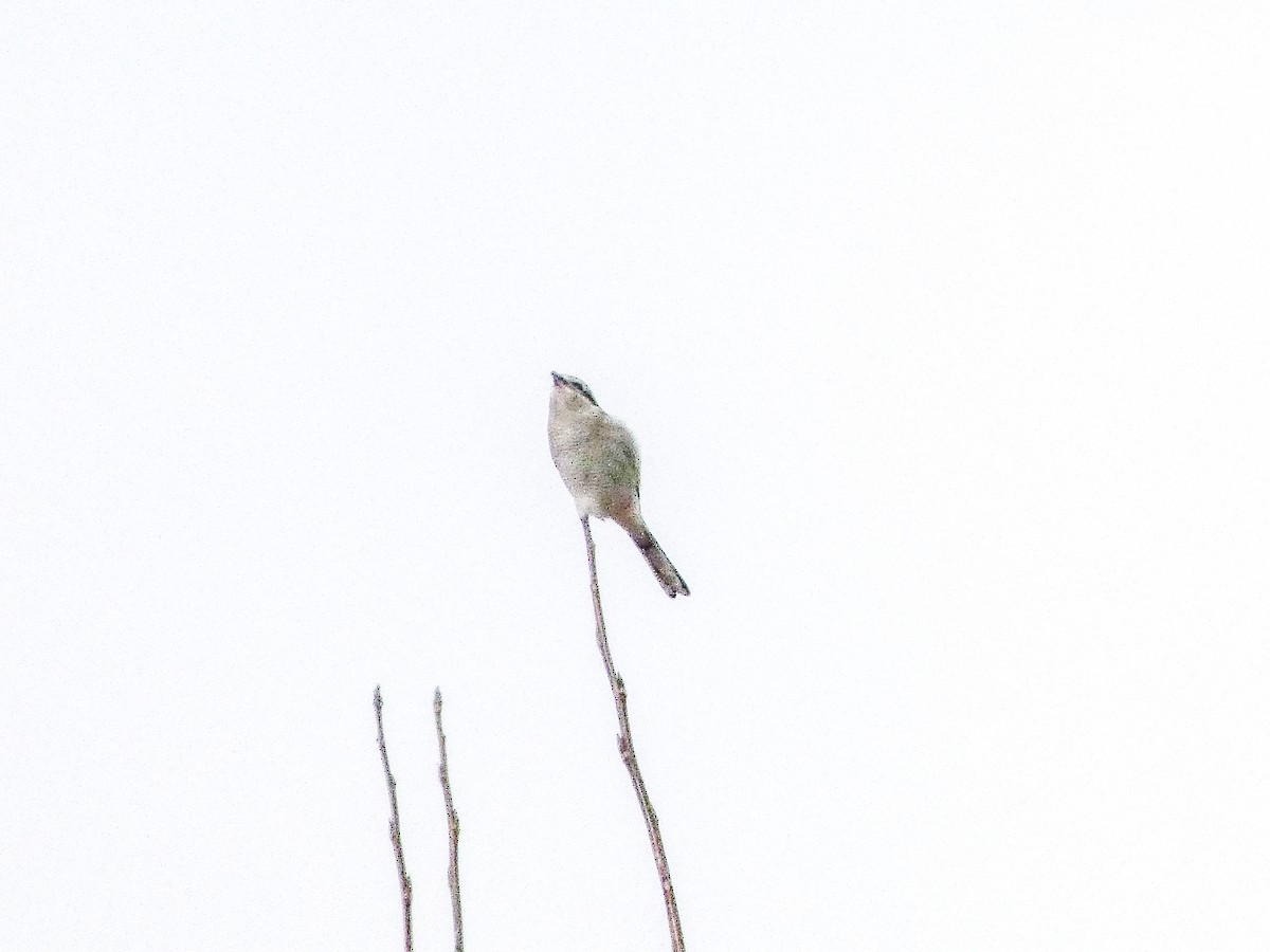 オオモズ - ML645502395