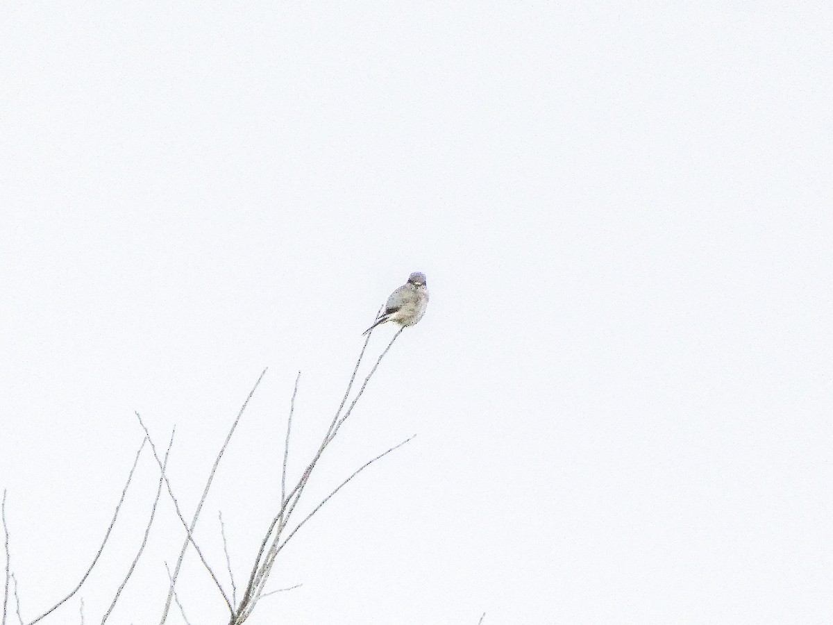 オオモズ - ML645502396