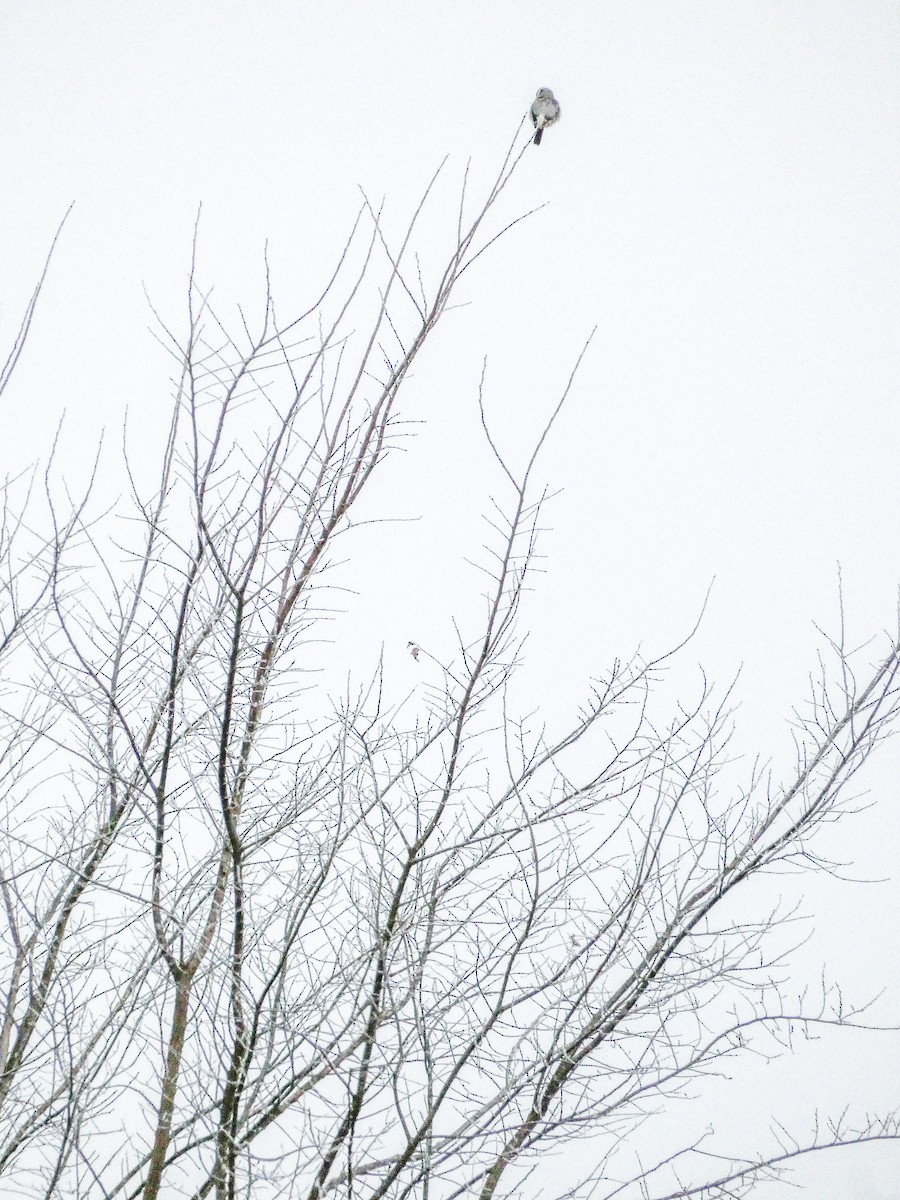 オオモズ - ML645502399