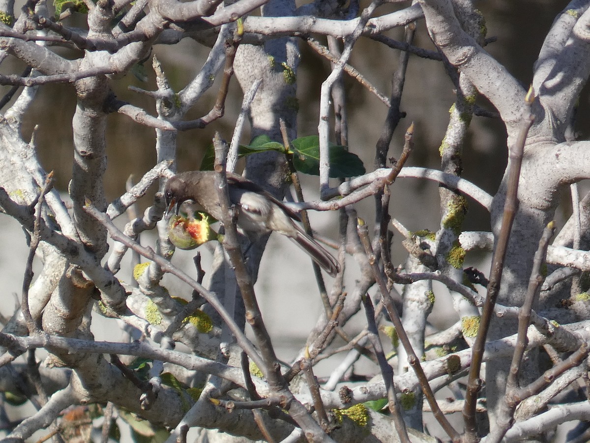 アフリカヒヨドリ - ML645502406