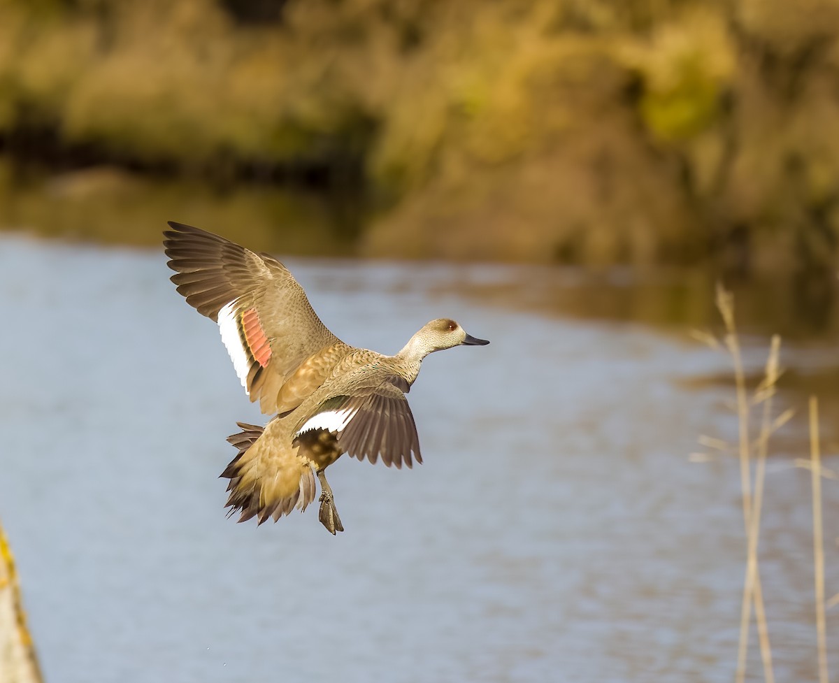 カンムリガモ - ML645502417