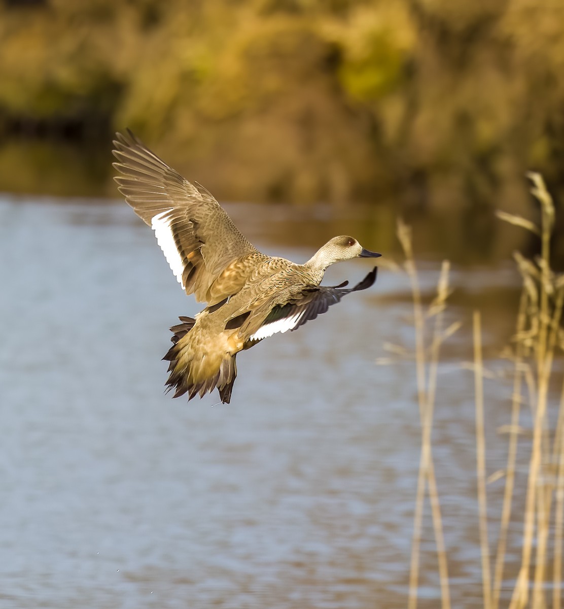 カンムリガモ - ML645502418