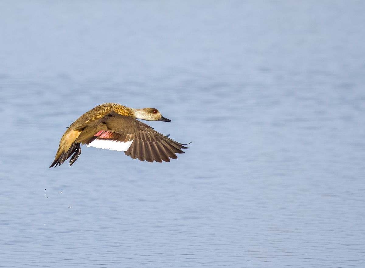 カンムリガモ - ML645502419
