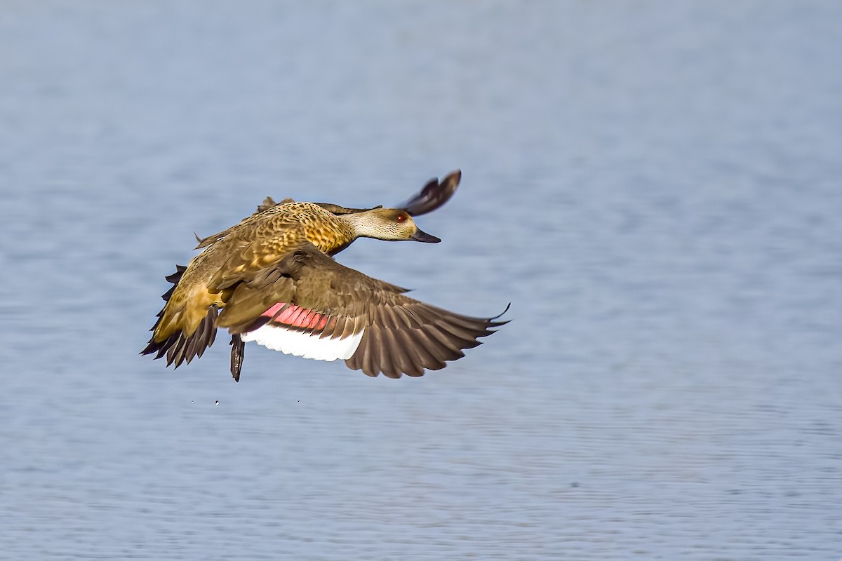 カンムリガモ - ML645502420