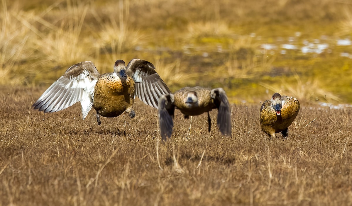 カンムリガモ - ML645502421