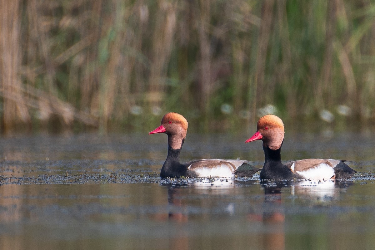 Red-crested Pochard - ML645502422