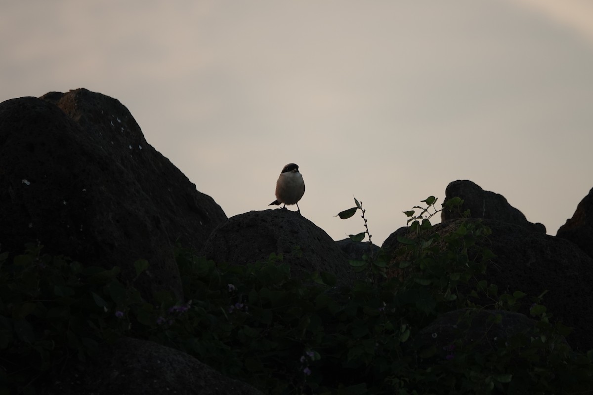 タカサゴモズ - ML645502429