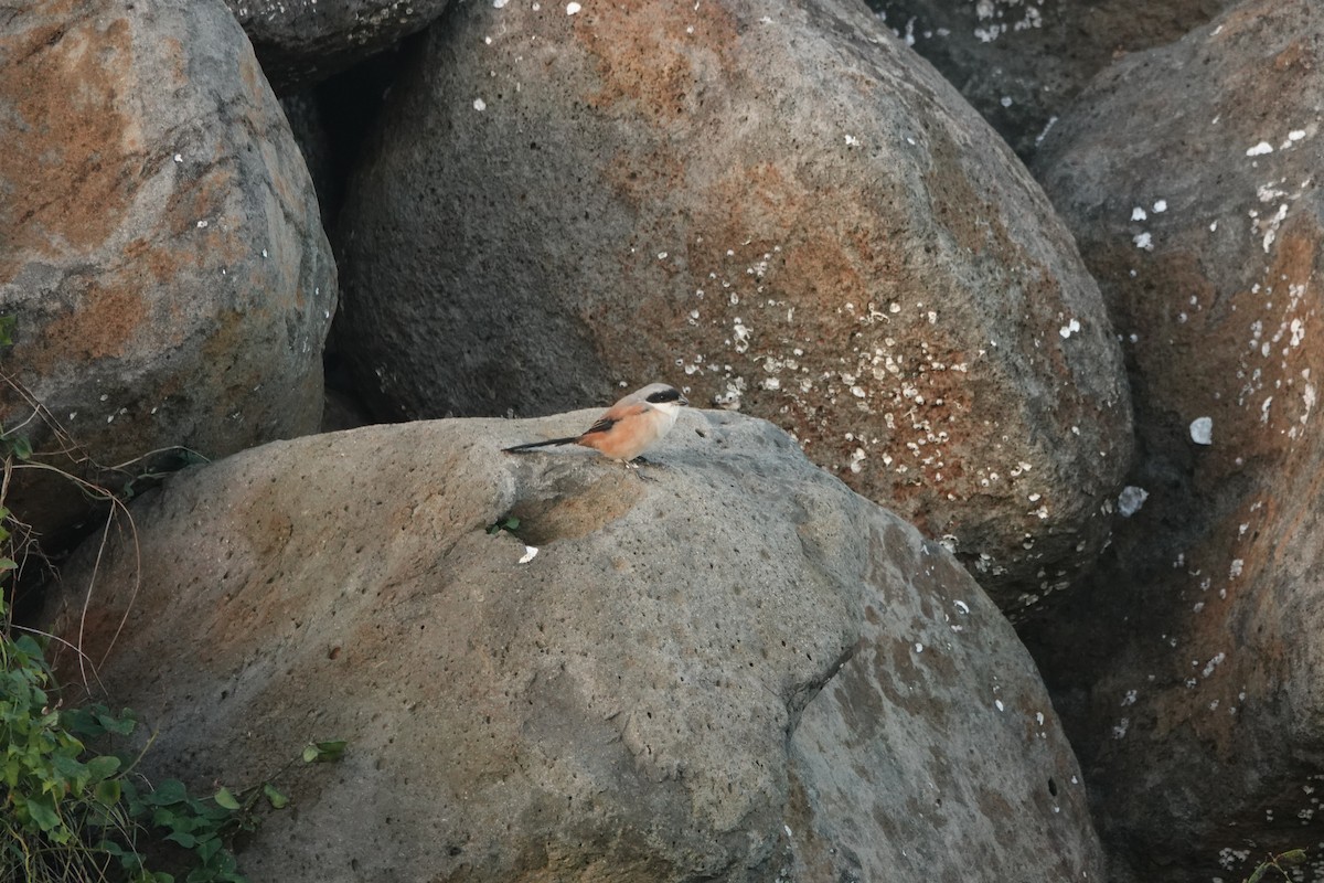 タカサゴモズ - ML645502431