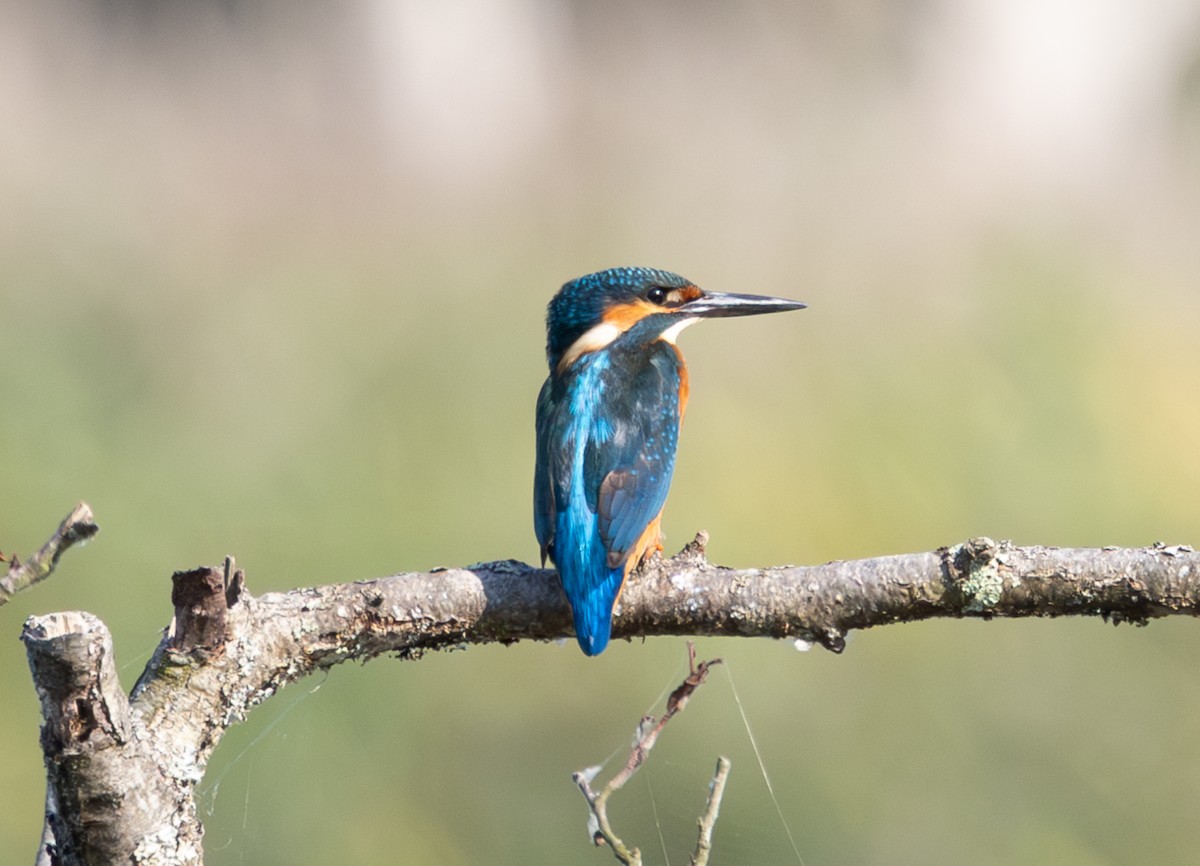 チョウゲンボウ - ML645502432