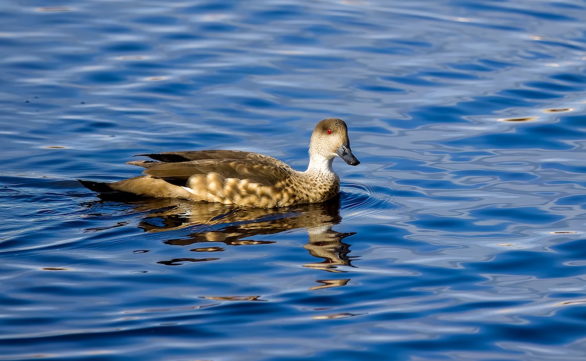 カンムリガモ - ML645502433