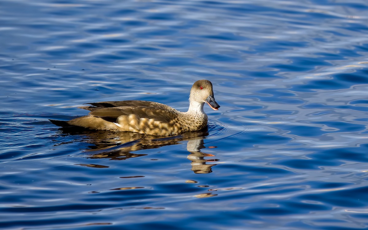 カンムリガモ - ML645502434