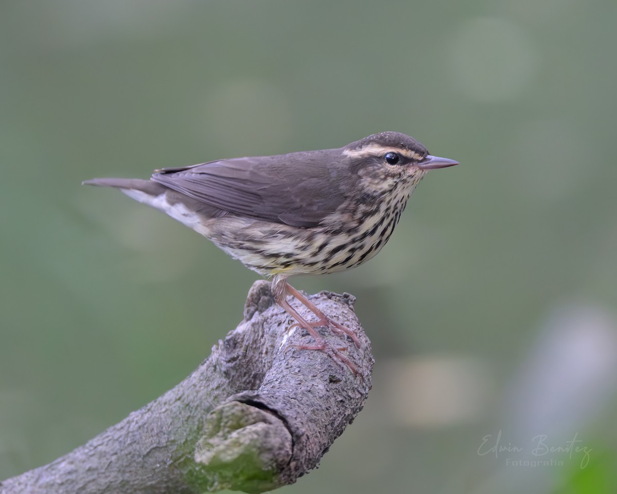 キタミズツグミ - ML645502435