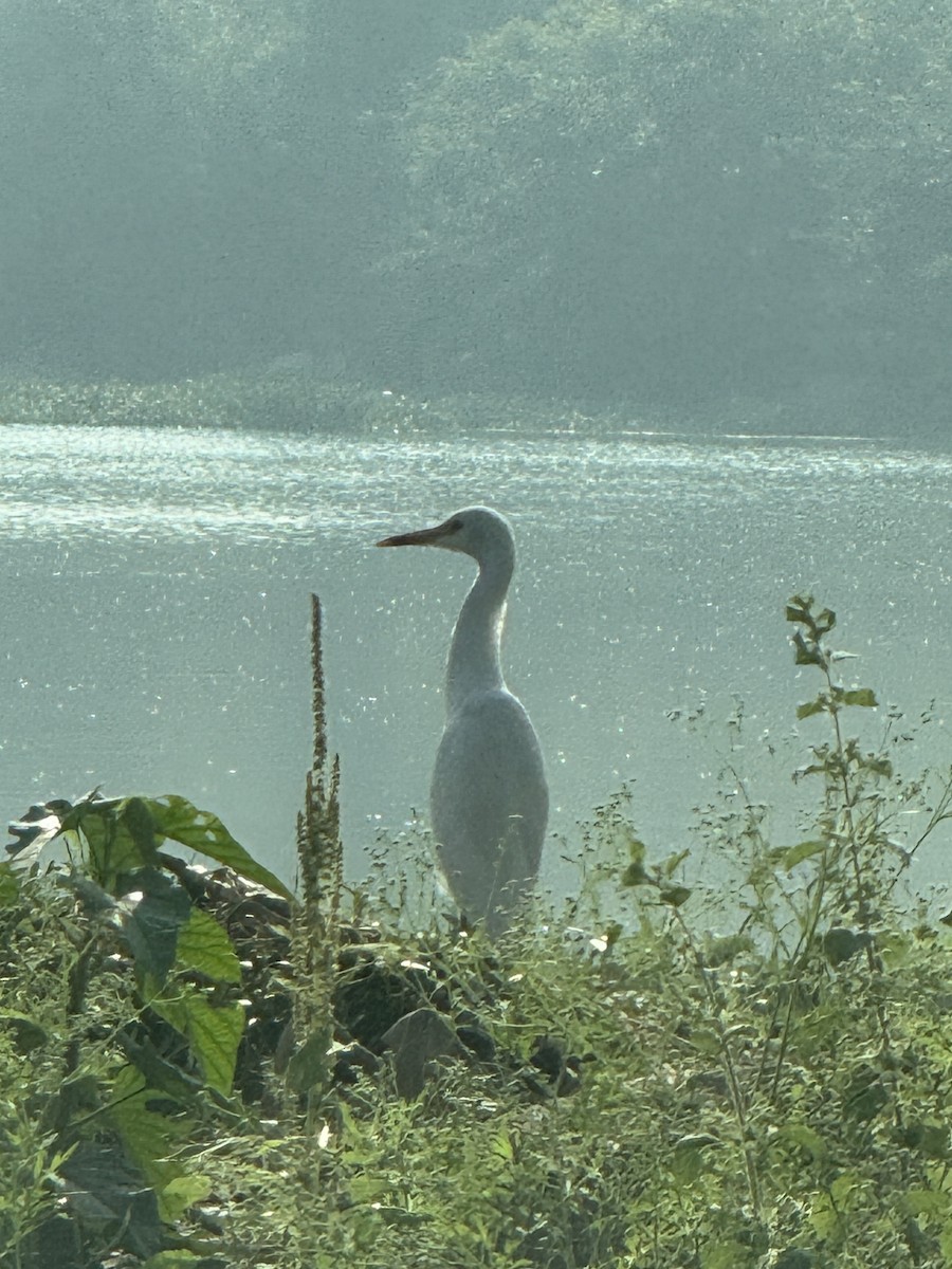 アマサギ - ML645502436