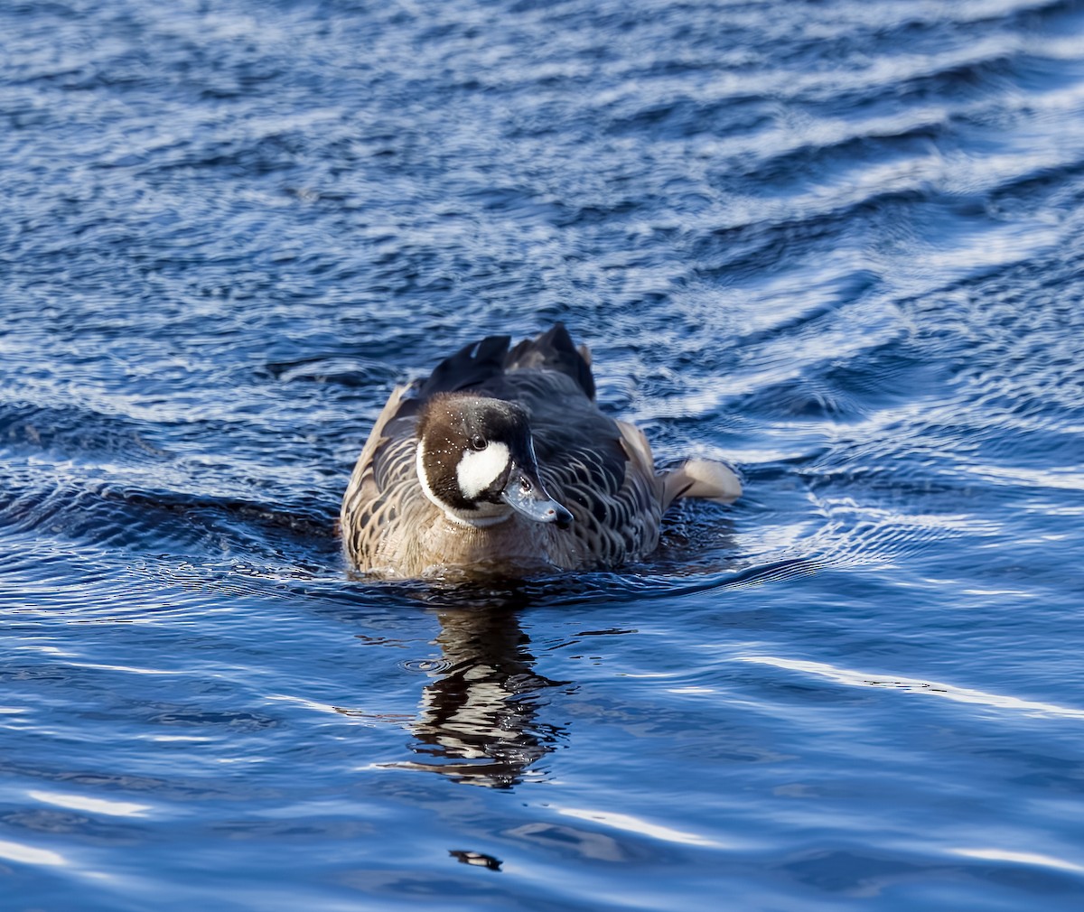 ノドジロガモ - ML645502437