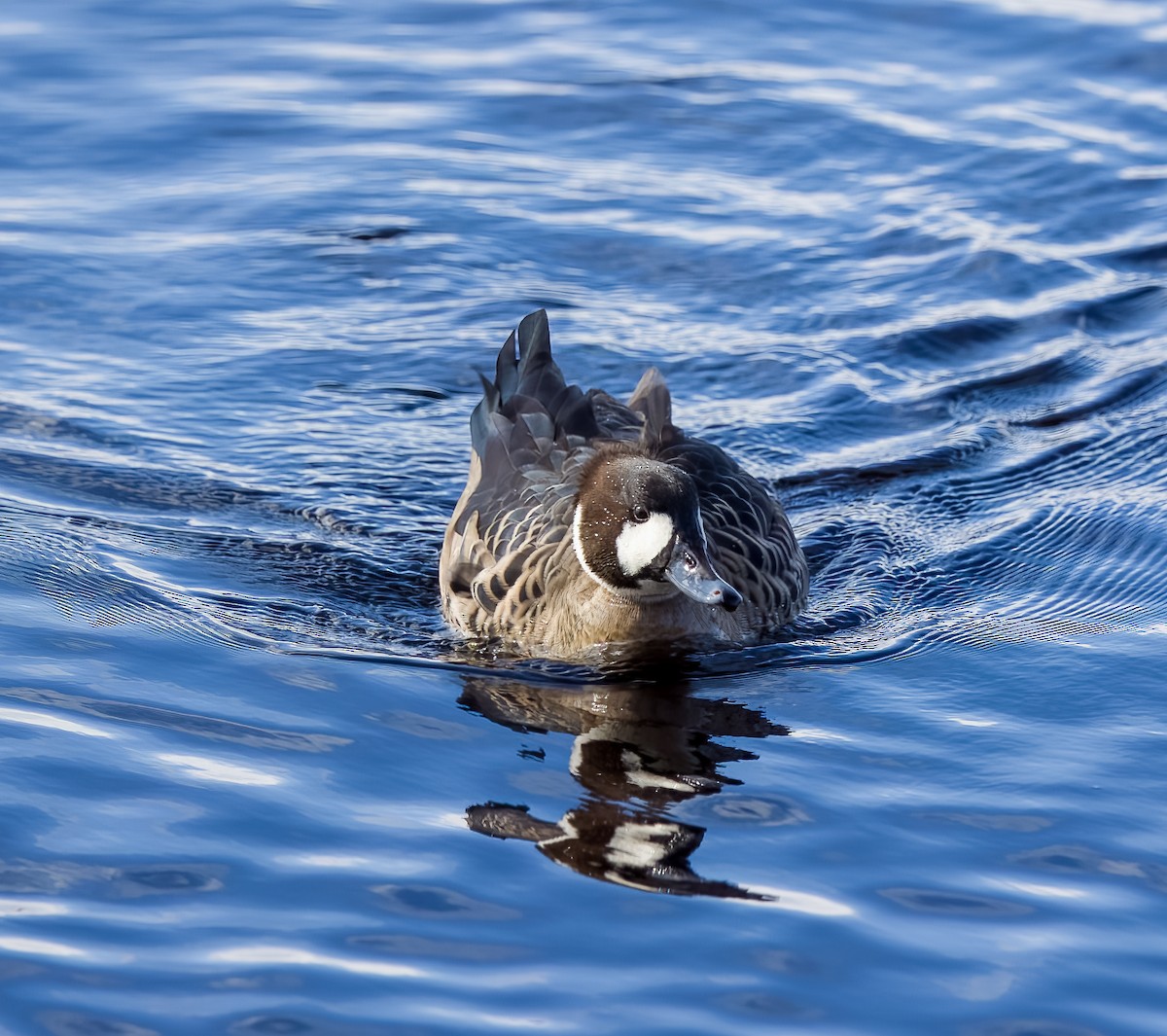 ノドジロガモ - ML645502438
