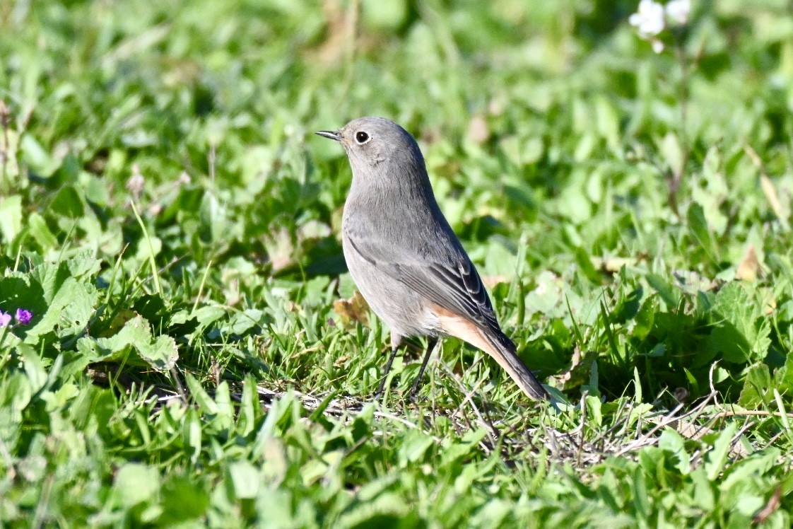 クロジョウビタキ - ML645502439