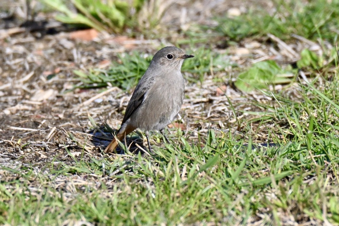 クロジョウビタキ - ML645502440