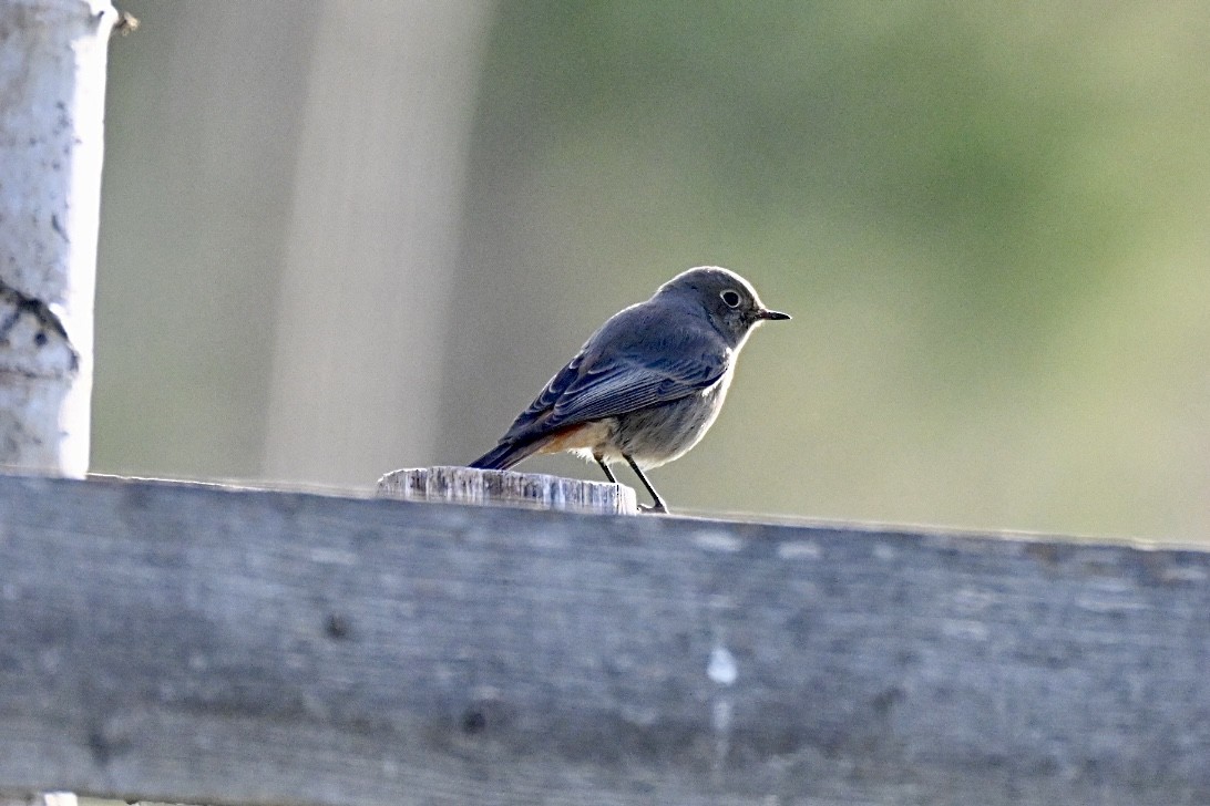 クロジョウビタキ - ML645502441