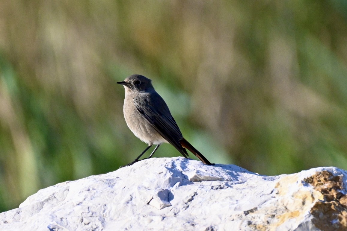 クロジョウビタキ - ML645502442