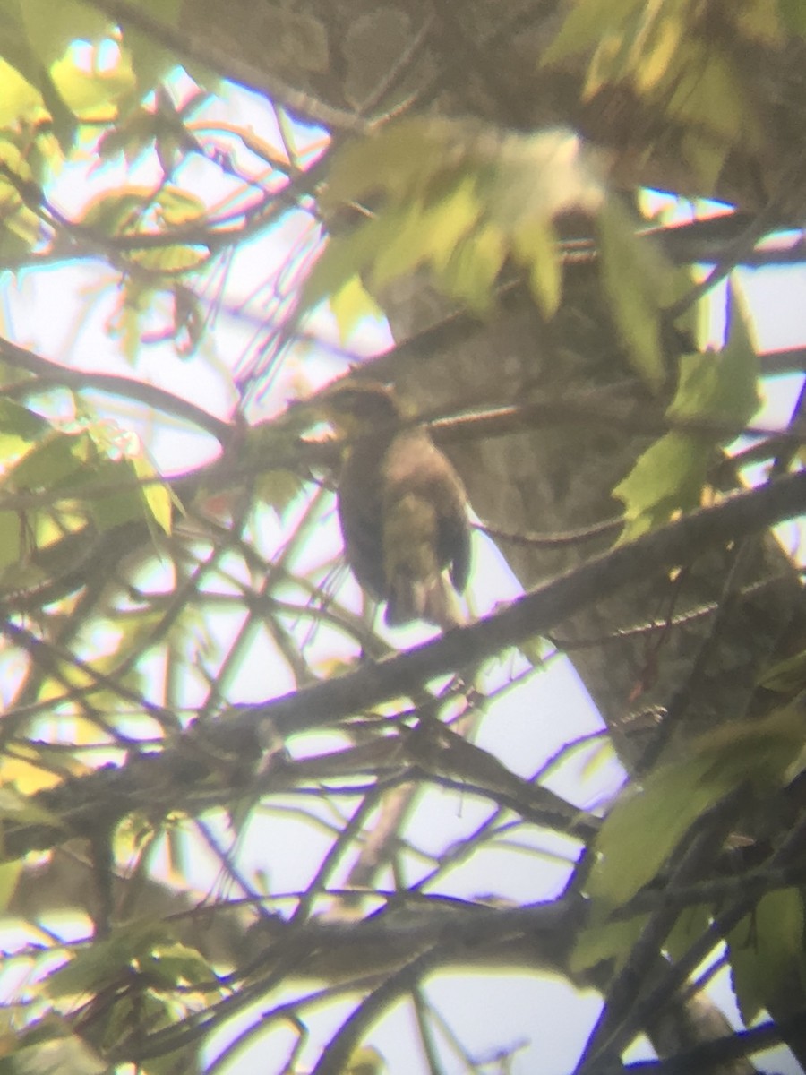 ヤシアメリカムシクイ（hypochrysea） - ML645502443