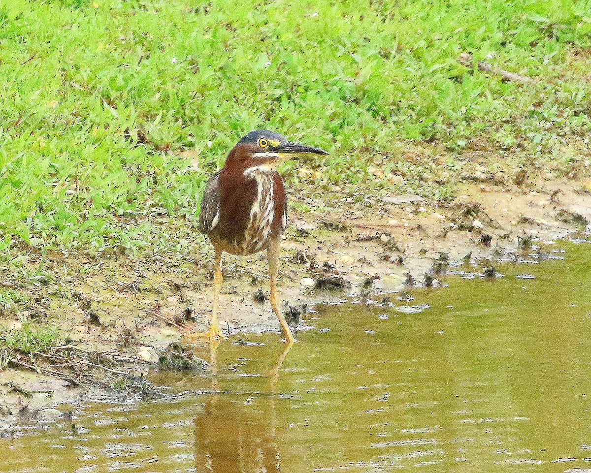 アメリカササゴイ - ML645502444