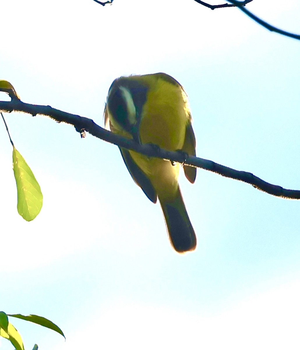 オオハシタイランチョウ - ML645502445