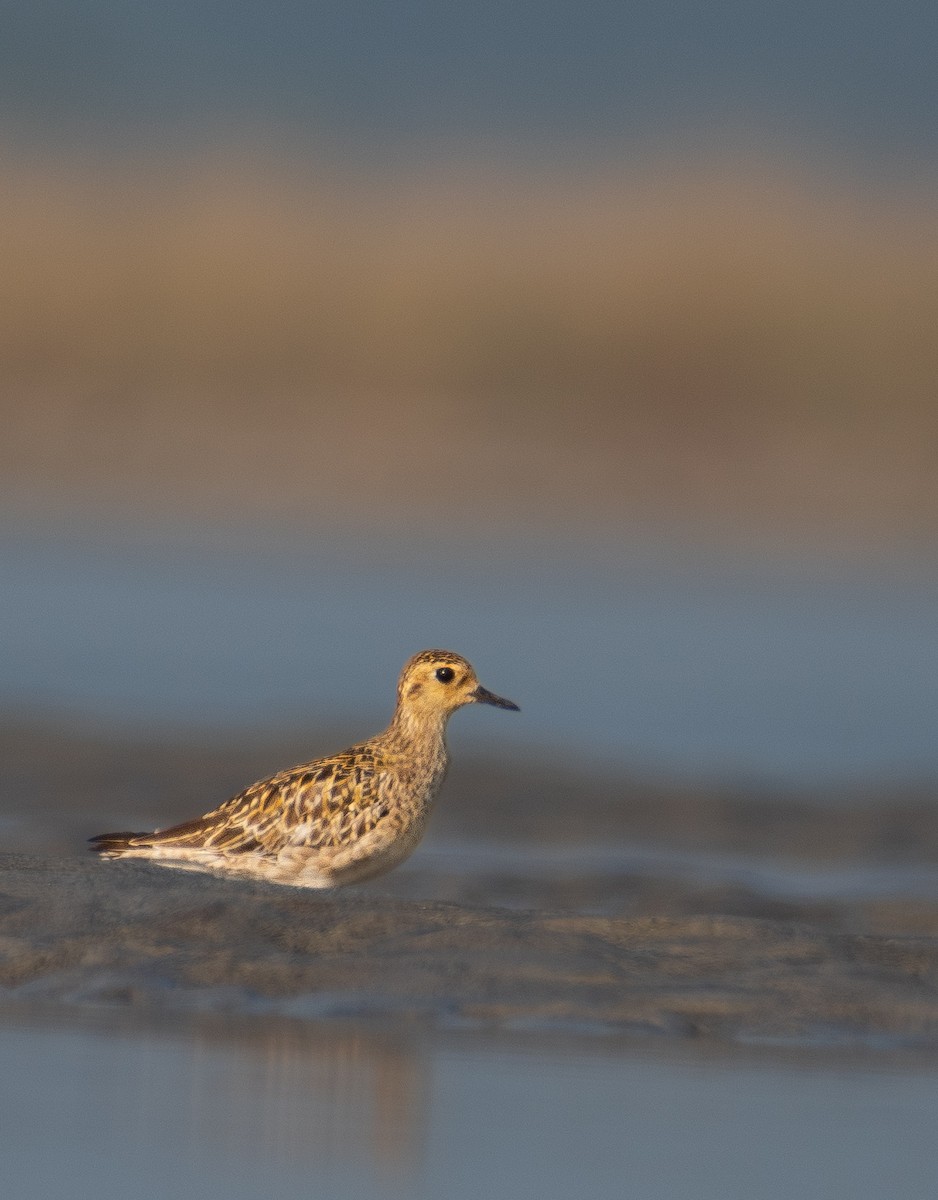 ムナグロ - ML645502446