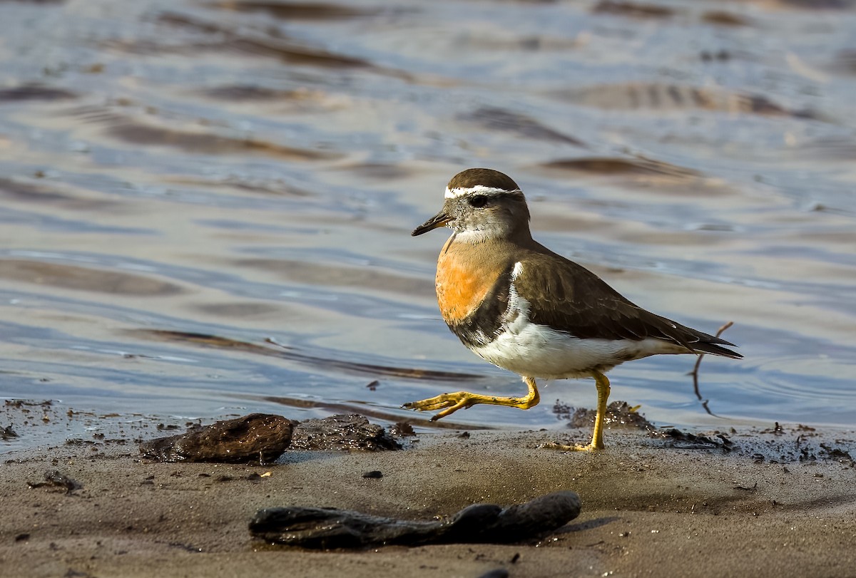 ムネアカチドリ - ML645502448