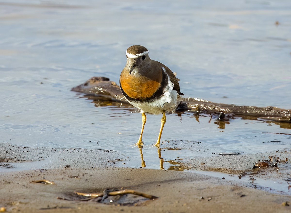 ムネアカチドリ - ML645502450