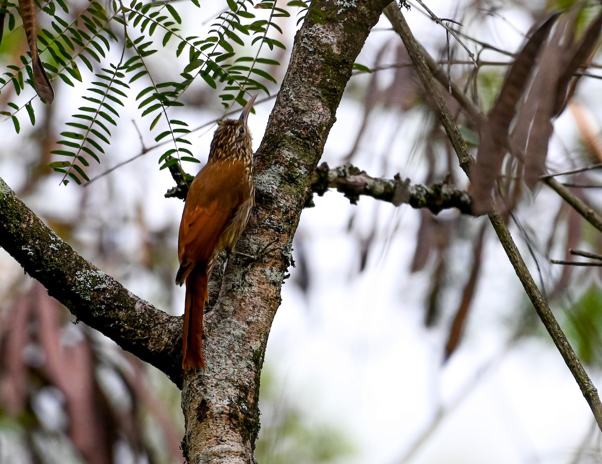 シマガシラオニキバシリ - ML645502451