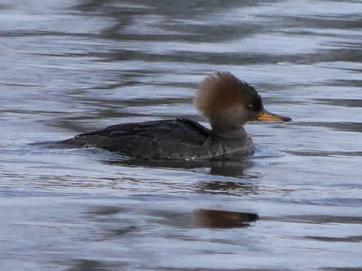 オウギアイサ - ML645502452